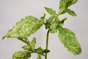 uploads/images/pest/chrysanthemum thrips.jpg
